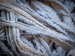 Dry sedge stems covered by hoarfrost. Dry grass during the frost from autumn to winter season,...