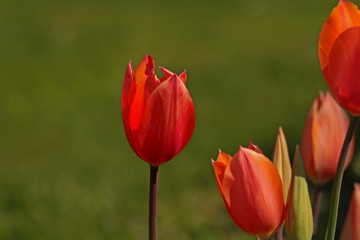 Colorful tulips in Istanbul / Emirgan park