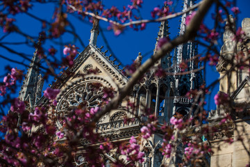 Detail of Notre Dame Cathedral in Paris in spring