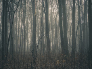 Autumn day in the enchanted forest at fall. Foggy forest with dark bare tree trunks and fallen foliage on the ground.