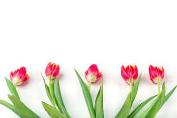 Fototapeta premium Greeting card with frame from fresh tulips on white background. Women's, Mother's, Valentine's day, birthday and other events background. Flat lay mockup for your lettering or copy space for text