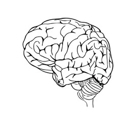 Brain side view in line art style.