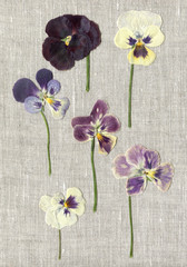 herbarium. Saintpaulia ionantha. dried violet flowers. on linen background