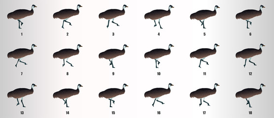 Emu run Cycle animation sequence, loop animation sprite sheet