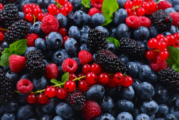 Blackberry, raspberry, blueberry,  red currant and mint background.