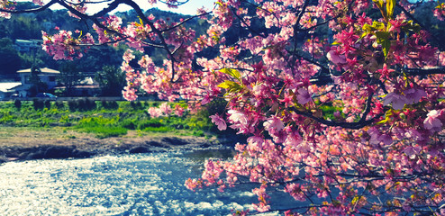 Beautiful branch of sakura cherry blossom or pink flower blooming with sunlight in morning, river or lake and village blurred background blue vintage tone. Beauty in nature and Natural wallpaper