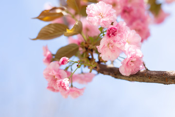 Amazing pink cherry blossoms on the Sakura tree.