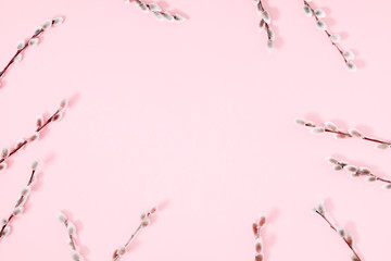 Beautiful flowers composition. Spring background. Branches of willows on pastel pink background. Valentines Day, Easter, Happy Women's Day, Mother's day.  Flat lay, top view, copy space