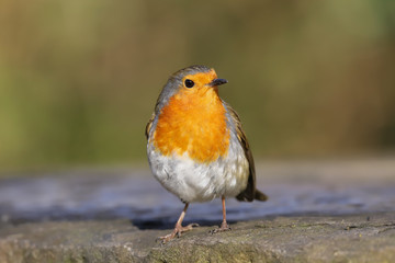 Robin (Erithacus rubecula) perched on a wall