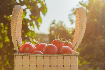 Healthy eating Vegetables on the salad. Good harvest. Close-up. Fresh organic tomatoes in a basket...