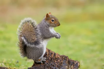 Door stickers Squirrel Grey squirrel (sciurus carolinensis) standing up on a tree stump