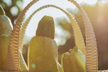 Healthy eating Vegetables on the salad. Good harvest. Close-up. Fresh organic zucchini in a basket...