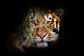 muzzle full face, look through the branches. Amur tiger , Siberian tiger - a powerful and rare predator hiding in the thickets of spruce, close-up in the night darkness.