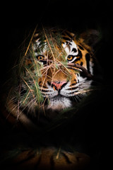night darkness. muzzle full face, look through the branches. Amur tiger , Siberian tiger - a powerful and rare predator hiding in the thickets of spruce, close-up