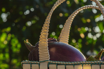 Fresh organic eggplant in a basket on a wooden table in the garden. Healthy eating Vegetables on...