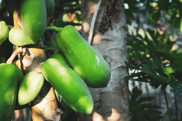 fresh papaya tree with bunch of fruits