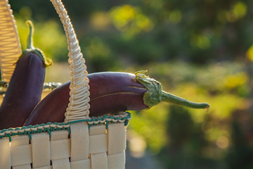 Fresh organic eggplant in a basket on a wooden table in the garden. Healthy eating Vegetables on...