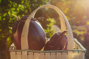 Fresh organic eggplant in a basket on a wooden table in the garden. Healthy eating Vegetables on...