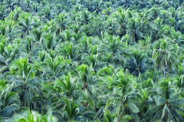 View from above, stunning aerial view of a palm tree forest is Siargao, Philippines. Siargao is a tear-drop shaped island in the Philippine Sea.