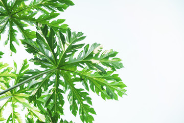 Papaya leaves on isoleted white background