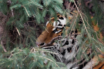 muzzle in the thicket. Amur tiger , Siberian tiger - a powerful and rare predator hiding in the thickets of spruce, close-up.