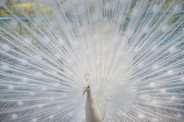 Obraz premium シロクジャク