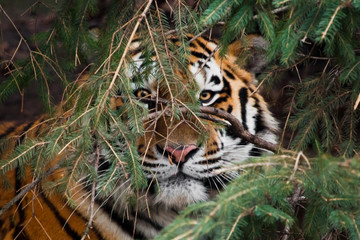 muzzle full face, look through the branches. Amur tiger , Siberian tiger - a powerful and rare predator hiding in the thickets of spruce, close-up.