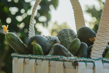 Fresh organic cucumbers in a basket on a wooden table in the garden. Healthy eating Vegetables on...