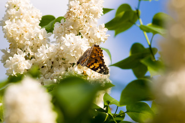 Butterflies flies to a blossoms lilac flowers, bright beautiful abstract spring background.