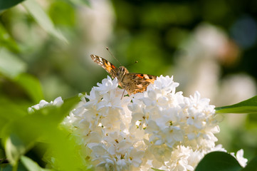 Butterflies flies to a blossoms lilac flowers, bright beautiful abstract spring background.