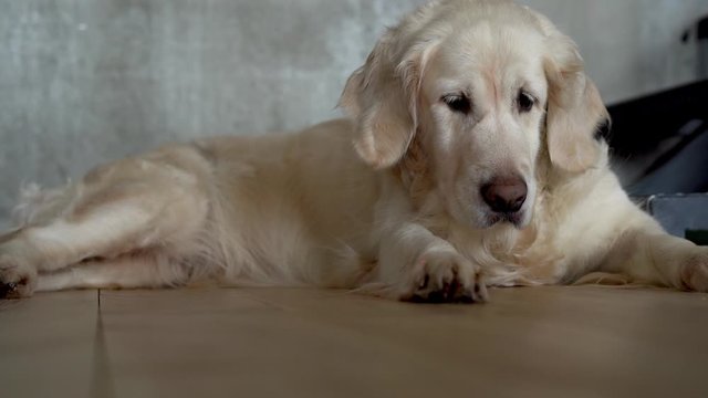 funny video. Big white dog is playing with a laser pointer on floor in the apartment.