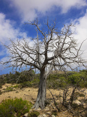 Fototapeta premium Whithered twisted juniper in the island of Gavdos. Greece. 