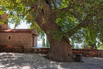 Old trees in the courtyard of the Vrontisi Orthodox monastery on Crete in Greece.