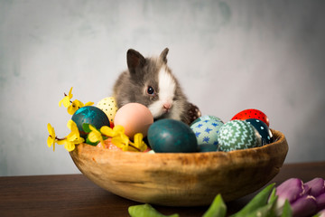 Easter bunny in basket with colorful eggs, candies and tulips on wooden table. Easter holiday decorations , Easter concept background.