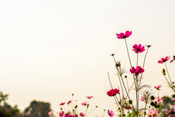 Obraz na płótnie Canvas Pink cosmos flowers on sky Background