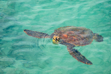 Obraz premium A marine turtle surfacing to breath on the waters of Puerto Baquerizo Moreno, San Cristobal Island, Galapagos Islands, Ecuador