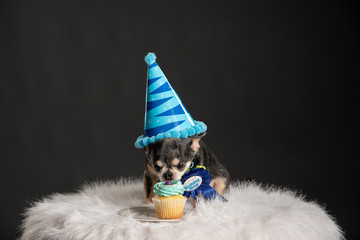 Chihuahua dog birthday party. Dog wearing birthday hat and ribbon.
