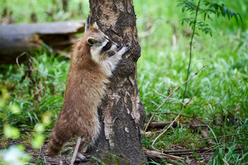 Naklejka na ściany i meble Raccoon climbing in tree (Procyon lotor) 