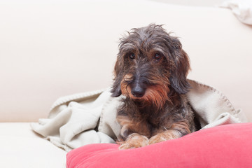 Dachshund dog on the sofa at home