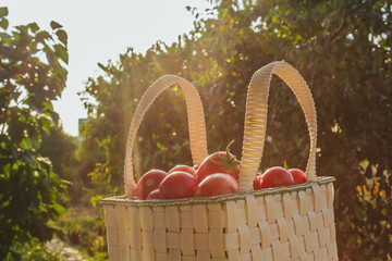 Healthy eating Vegetables on the salad. Good harvest. Close-up. Fresh organic tomatoes in a basket...