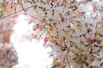 Pink Cassia beautiful blossom sakura flowers of Thailand