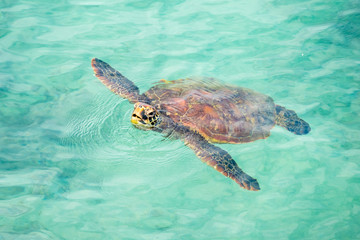 Fototapeta premium A marine turtle surfacing to breath on the waters of Puerto Baquerizo Moreno, San Cristobal Island, Galapagos Islands, Ecuador