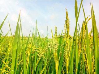 Obraz premium green rice and blue sky
