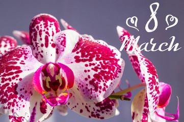 Holiday card - blooming multicolored orchids, holiday greetings, handwritten inscription with a brush 8 march, greeting lettering.