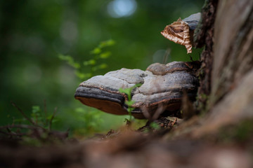 Rotrandiger Baumschwamm