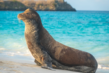 Large sea lion groups resting on a sandy beach on Espanola Island, Galapagos Islands, Ecuador