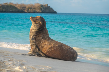 Large sea lion groups resting on a sandy beach on Espanola Island, Galapagos Islands, Ecuador