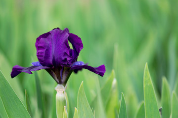 Dark Purple Iris