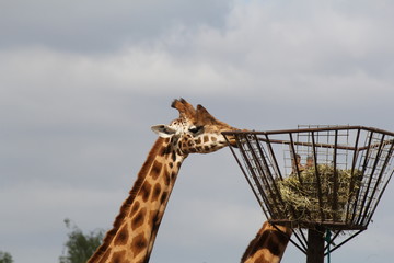 a giraffe is about to eat hay from a high feed rack at a pole in the zoo in springtime