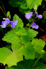 Gamander- Ehrenpreis, Veronica teuricum